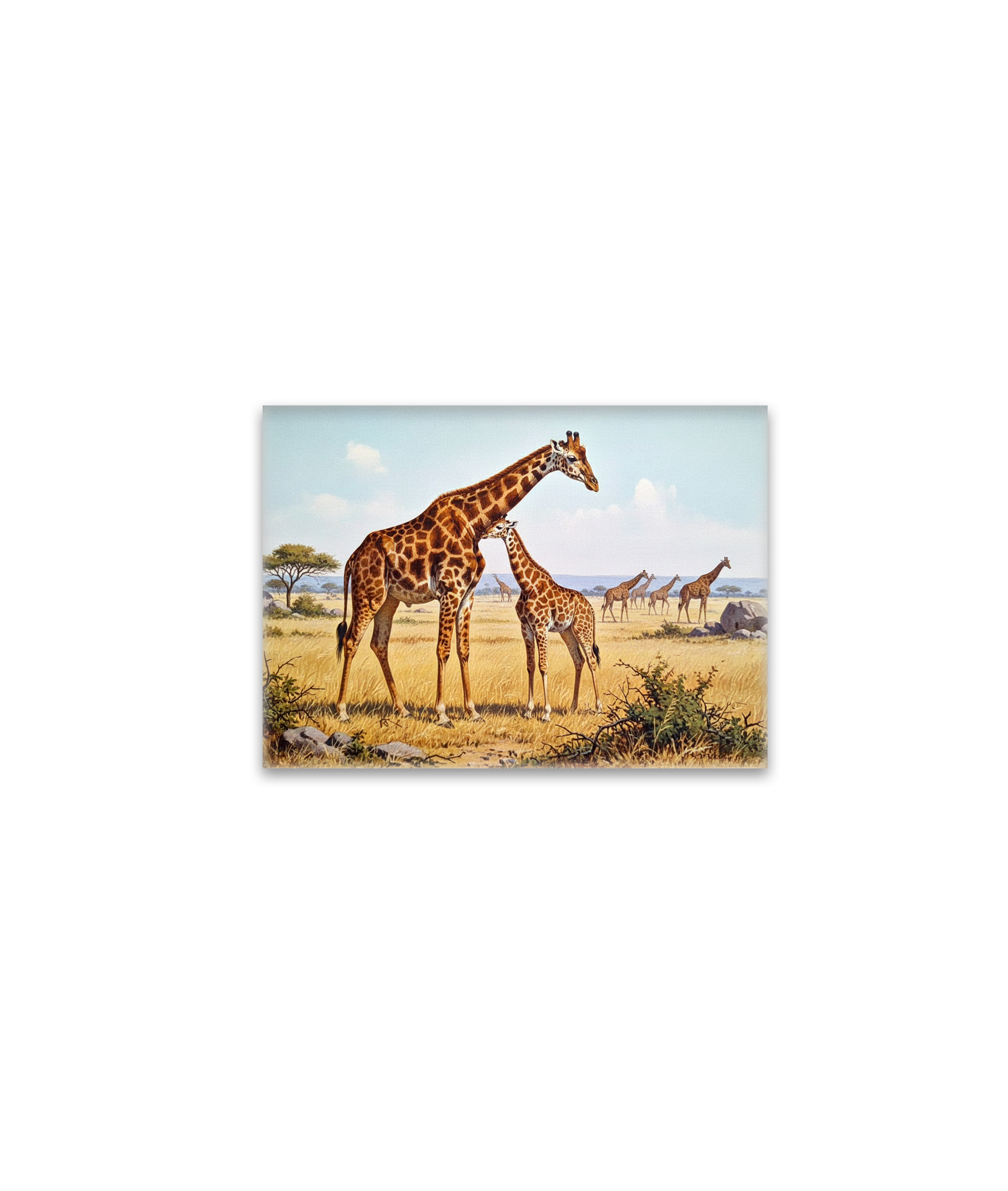 raxxa Glas-Magnet: Giraffen in Afrika mit Jungtier