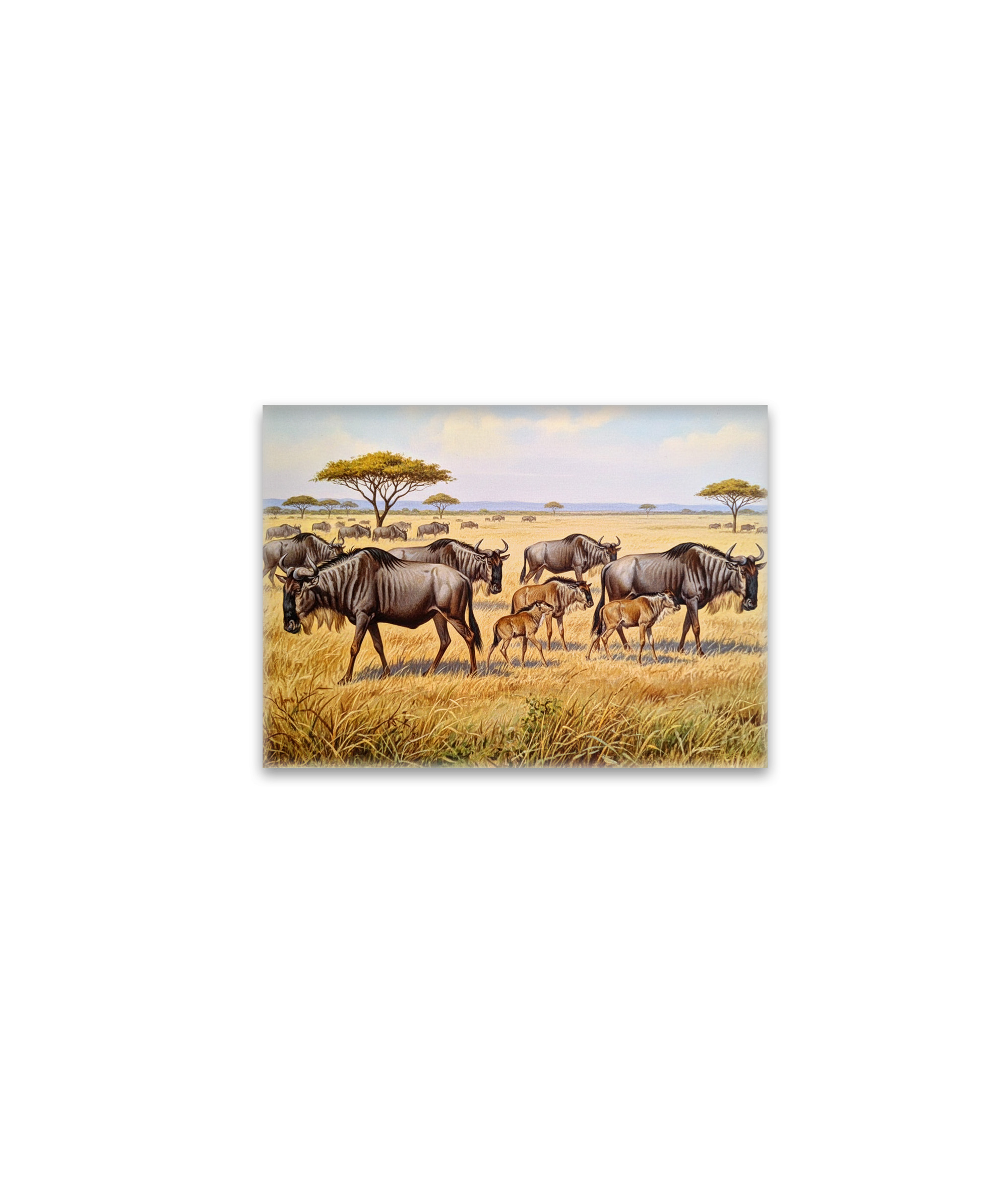 raxxa Glas-Magnet: Eine Herde Gnus in Afrika mit Jungtieren