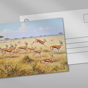 raxxa Postkarte: Springböcke in Afrika