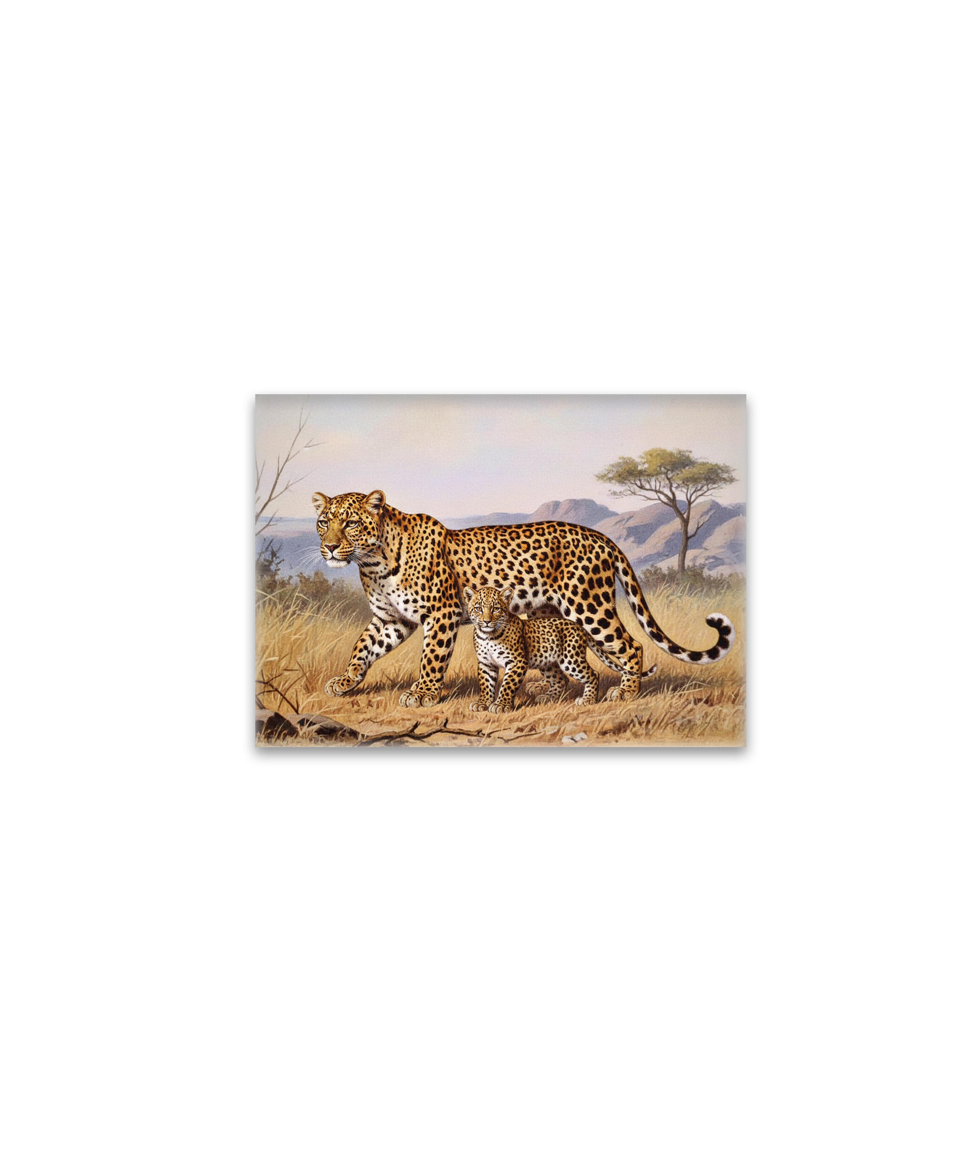 raxxa Glas-Magnet: Leopard mit Jungtier in Afrika