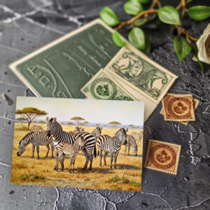 raxxa Postkarte: Zebraherde mit Jungtier in Afrika