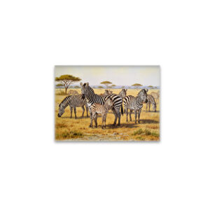 raxxa Glas-Magnet: Zebraherde mit Jungtier in Afrika