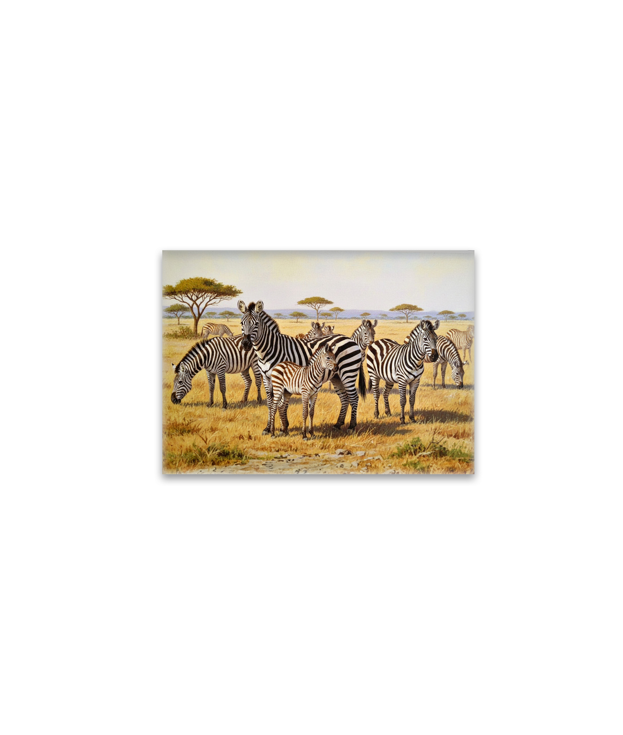 raxxa Glas-Magnet: Zebraherde mit Jungtier in Afrika