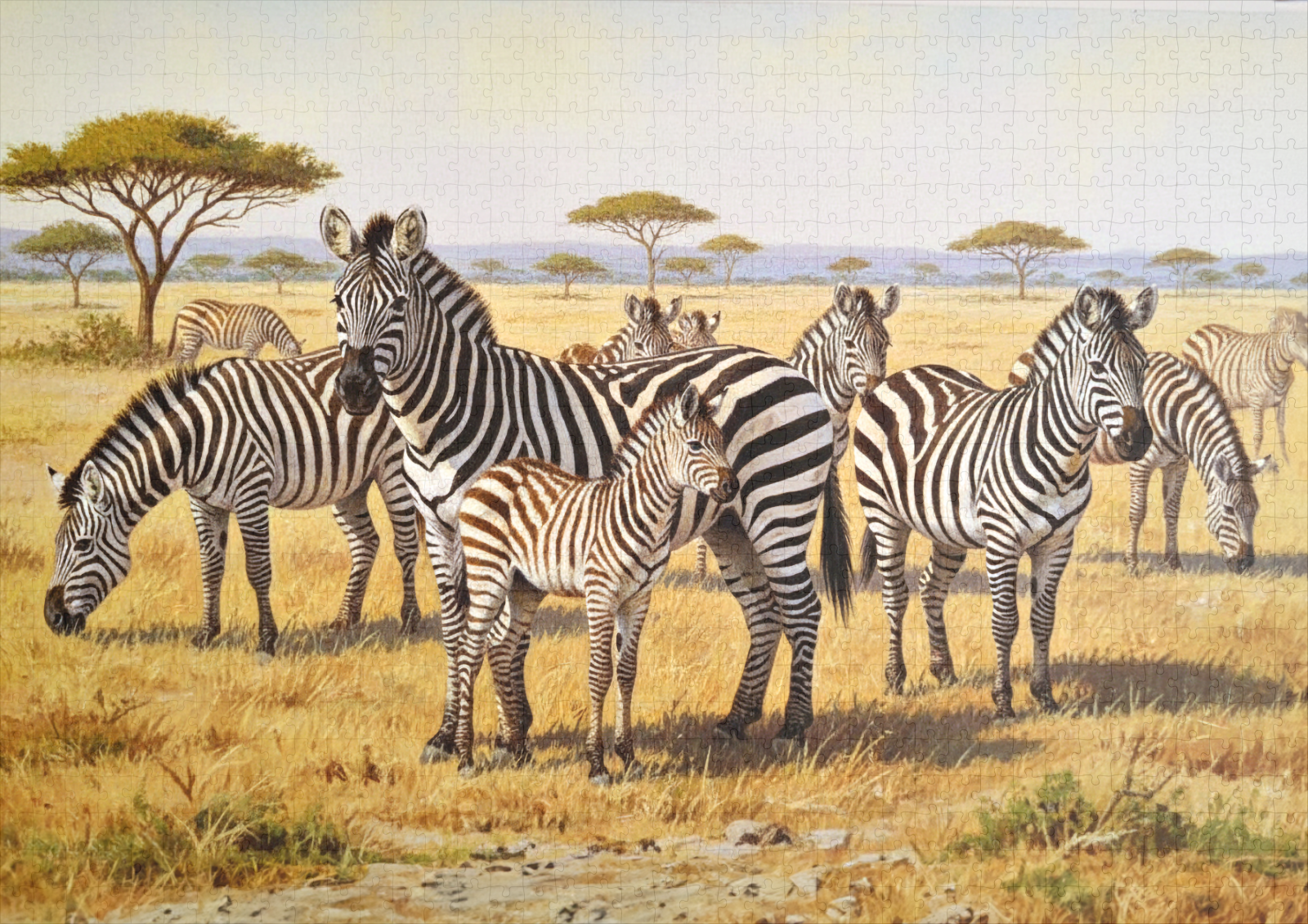 raxxa Premium-Puzzle: Zebraherde mit Jungtier in Afrika – Bild 2