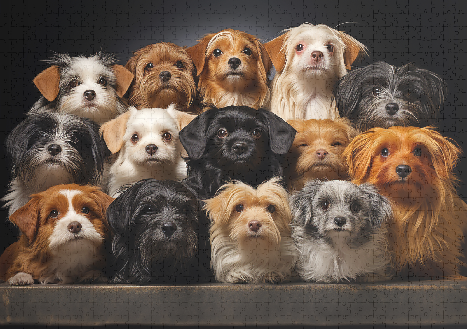 raxxa Premium-Puzzle: Gruppenbild mit neugierigen Hunden – Image 2