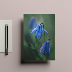 raxxa Postkarte: blaue Glockenblume