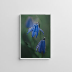 raxxa Glas-Magnet: blaue Glockenblume