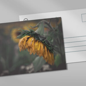 raxxa Postkarte: Sonnenblume
