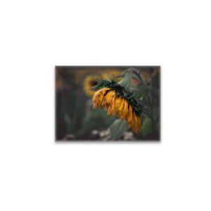 raxxa Glas-Magnet: Sonnenblume