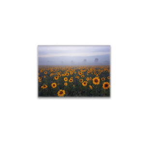 raxxa Glas-Magnet: Sonnenblumen im Nebel
