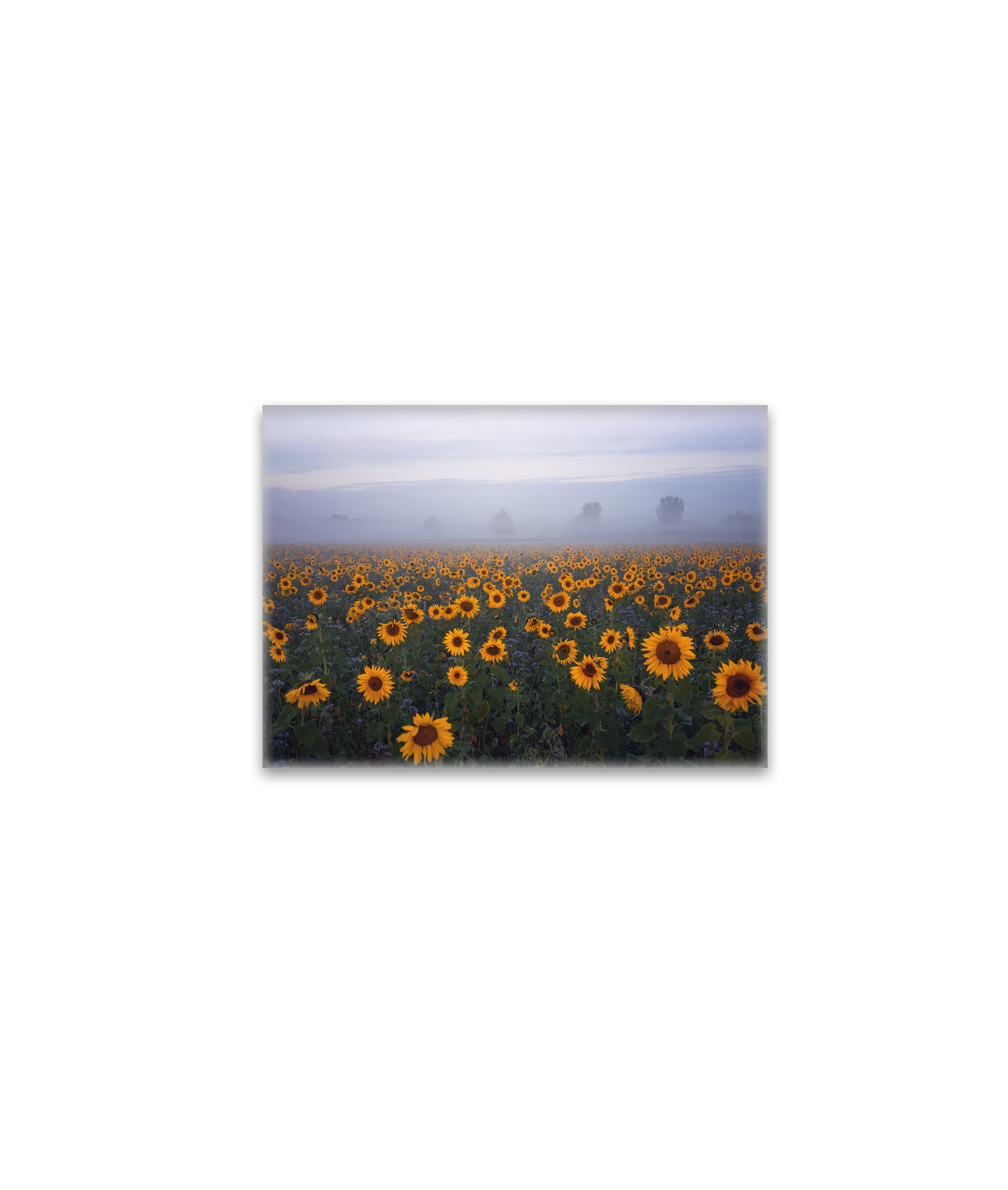 raxxa Glas-Magnet: Sonnenblumen im Nebel