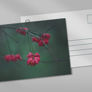 raxxa Postkarte: pfaffenhütchen