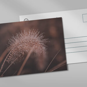 raxxa Postkarte: im Morgentau