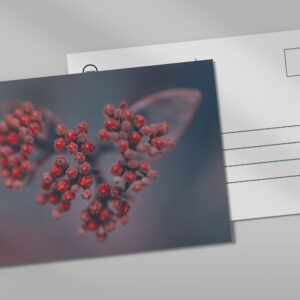 raxxa Postkarte: Holunderliebe