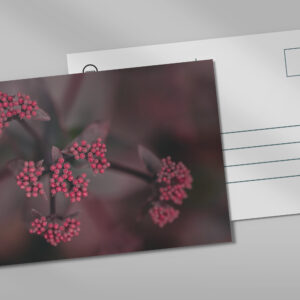 raxxa Postkarte: roter Holunder