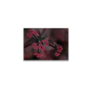 raxxa Glas-Magnet: roter Holunder