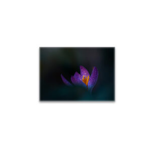 raxxa Glas-Magnet: Spring 21