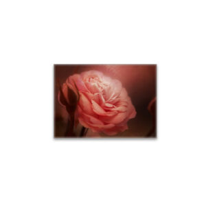raxxa Glas-Magnet: Rose