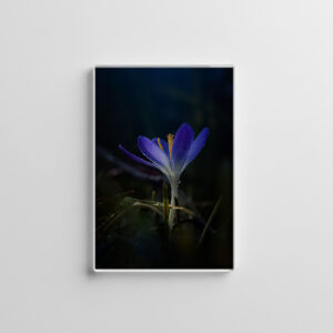 raxxa Glas-Magnet: Blue Crocus