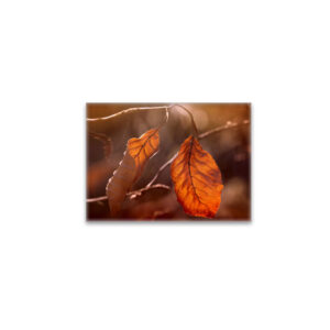 raxxa Glas-Magnet: Autumn