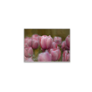 raxxa Glas-Magnet: Tulpen