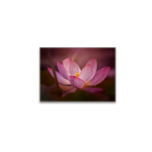 raxxa Glas-Magnet: Wasserrose