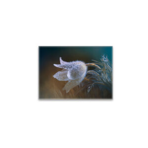 raxxa Glas-Magnet: Flauschiges Blümchen