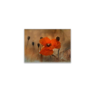 raxxa Glas-Magnet: Mohnblume