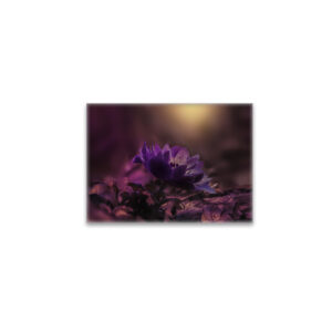 raxxa Glas-Magnet: Lila Sinfonie
