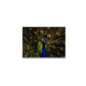 raxxa Glas-Magnet: Pfau