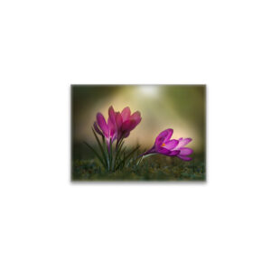 raxxa Glas-Magnet: Pink spring