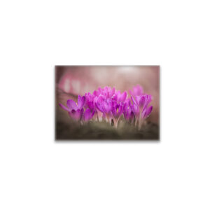 raxxa Glas-Magnet: Rosa Zauber