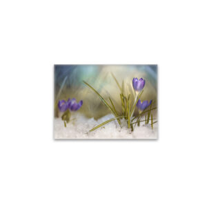 raxxa Glas-Magnet: Krokus im Schnee