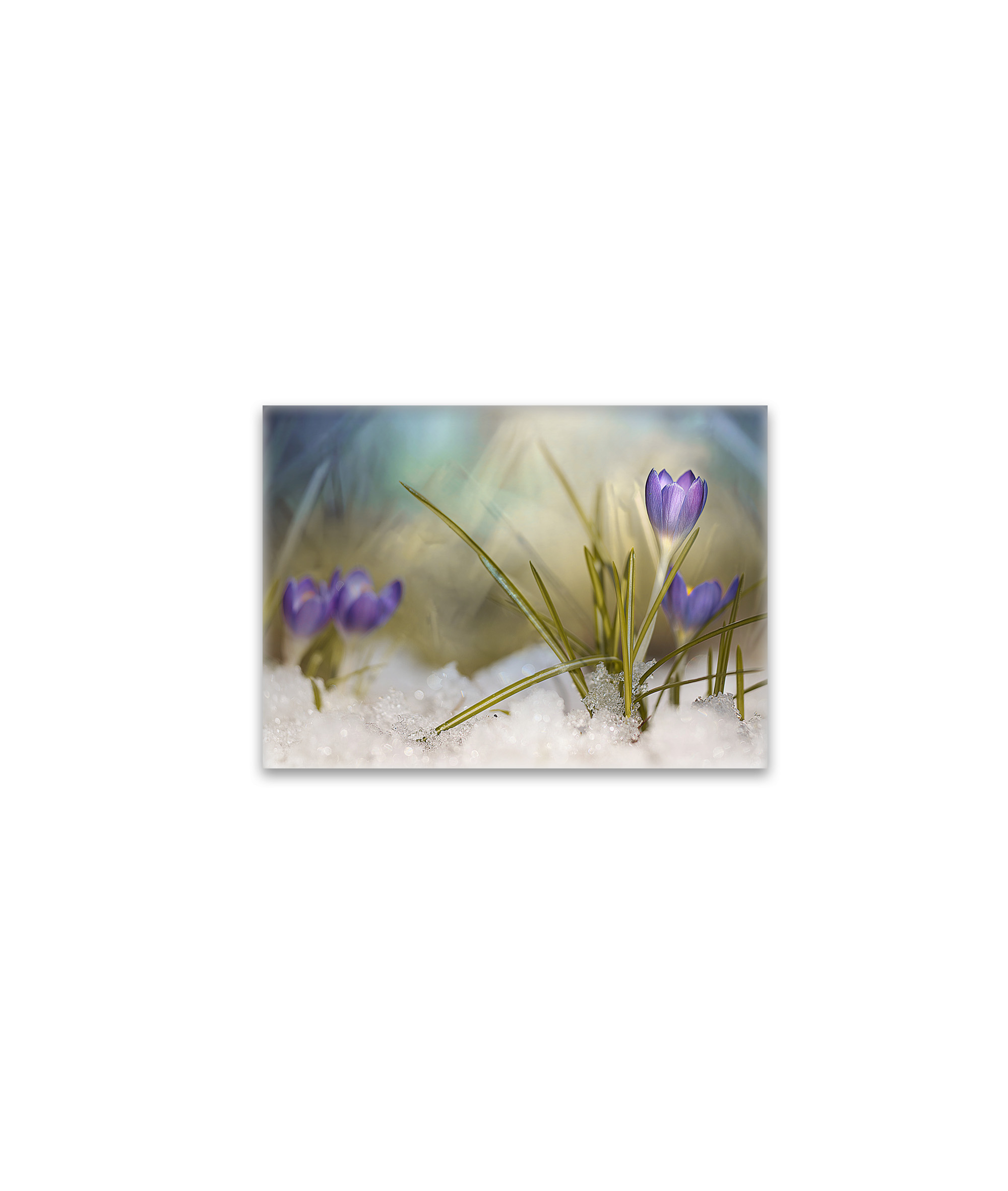 raxxa Glas-Magnet: Krokus im Schnee