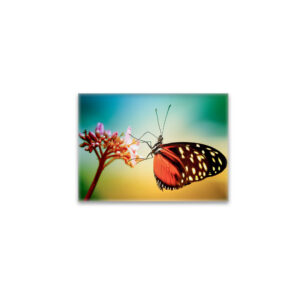 raxxa Glas-Magnet: Butterfly