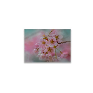 raxxa Glas-Magnet: Frühlingsblüten