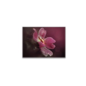 raxxa Glas-Magnet: Wildrose