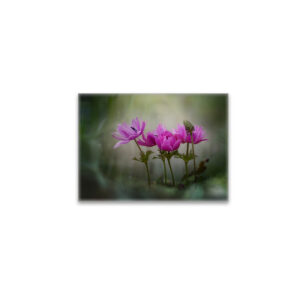 raxxa Glas-Magnet: pink spring