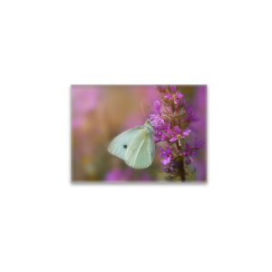 raxxa Glas-Magnet: In the flower country