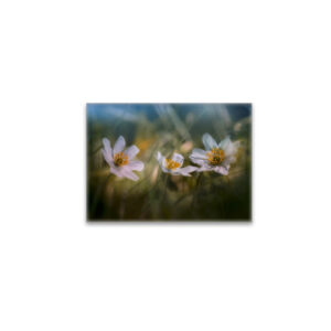 raxxa Glas-Magnet: Trio