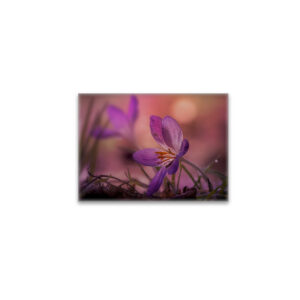 raxxa Glas-Magnet: pink crocus