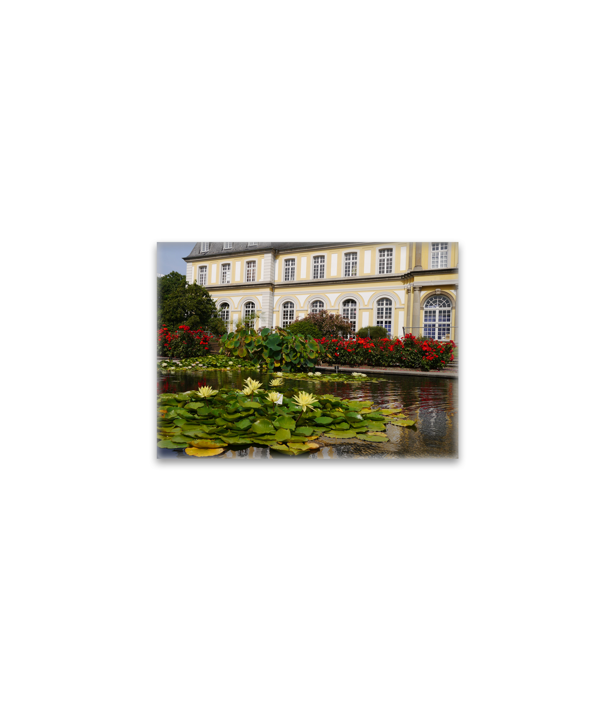 raxxa Glas-Magnet: Seerosen vor dem Poppelsdorfer Schloss in Bonn