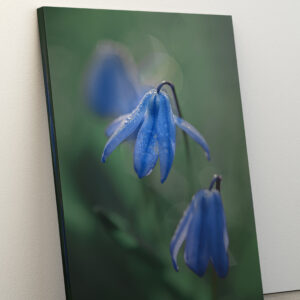 raxxa Canva: blaue Glockenblume