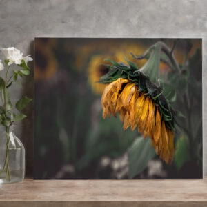 raxxa Canva: Sonnenblume
