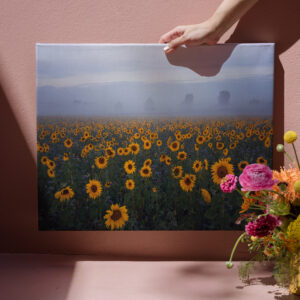 raxxa Canva: Sonnenblumen im Nebel