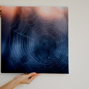 raxxa Canva: Spinnennetz