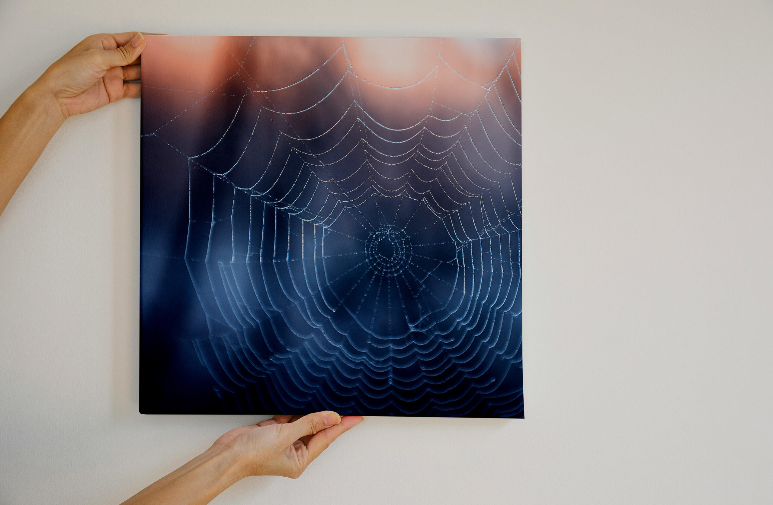 raxxa Canva: Spinnennetz