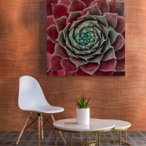 raxxa Canva: Succulent rot