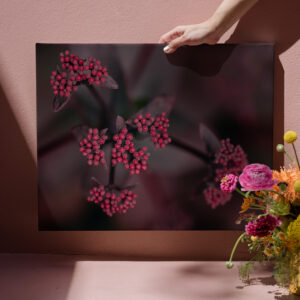 raxxa Canva: roter Holunder