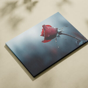 raxxa Canva: Rose mit Wassertropfen